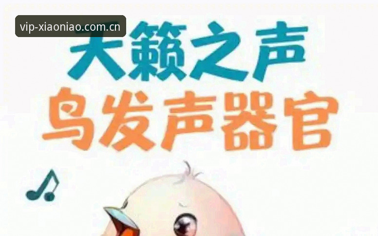 小鸟平台到底好不好用？新手登录体验全揭秘